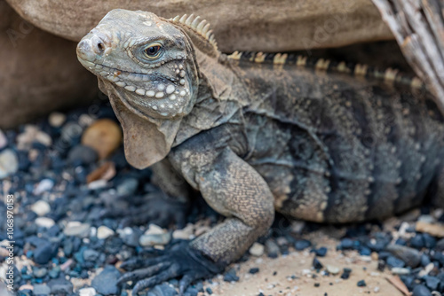 The Cuban rock iguana (Cyclura nubila) is one of the most endangered groups of lizards.
A herbivorous species with a thick tail and spiked jowls. photo