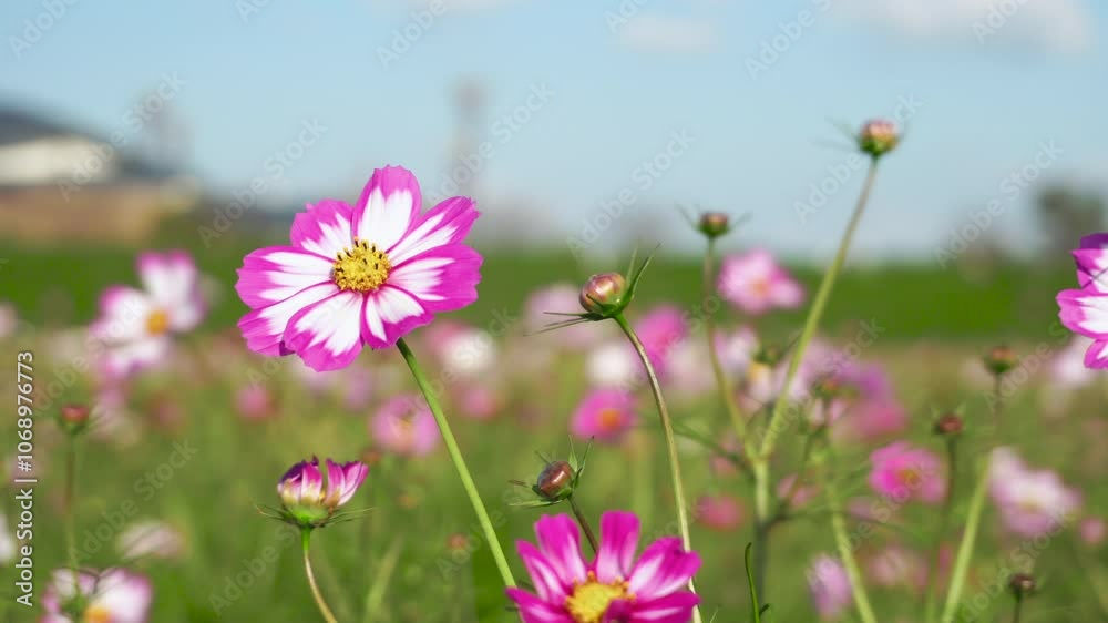秋の風に揺れるコスモスの花 秋の風に揺れるコスモスの花