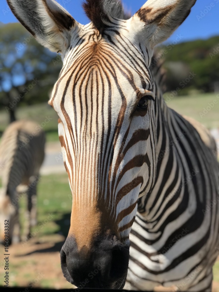Naklejka premium Zebra profile 