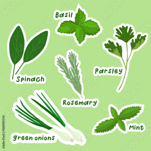 Set of stickers with various edible herbs and greens for cooking, vector