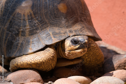 radiated tortoise or Astrochelys radiata is endemic to madagascar and extremly endangered due to loss of habitat photo