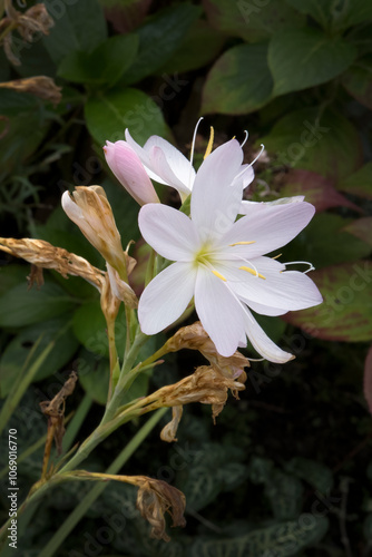 Tableau sur toile Hesperantha Coccinea white flag  lily
