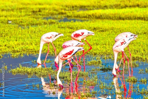 Beautifully colored flamingos on Lake Magadi in the Ngorongoro Crater, Tanzania. photo