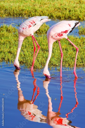 Beautifully colored flamingos on Lake Magadi in the Ngorongoro Crater, Tanzania. photo