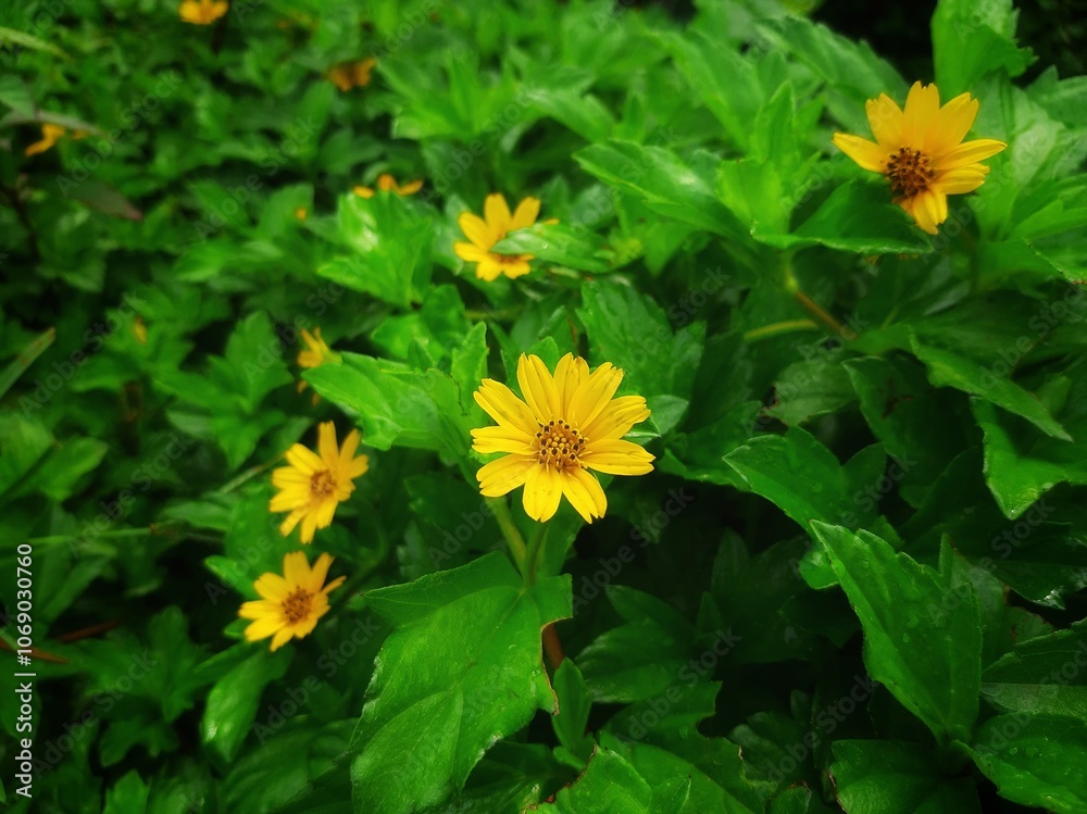 Vibrant Yellow Flowers Among Lush Green Leaves in Garden Setting