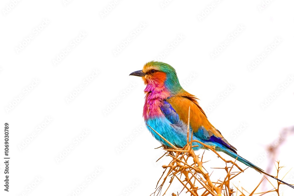Flying rainbow - lilac breasted roller, Serengeti and Ngorongoro, Tanzania Flying rainbow - lilac breasted roller, Serengeti and Ngorongoro, Tanzania