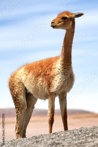 Andean Vicuña in Eduardo Avaroa Reserve