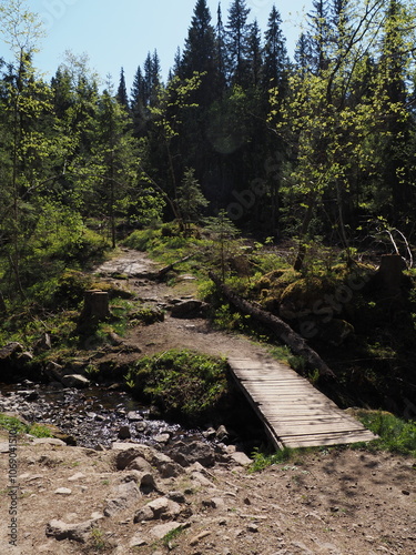 Trail in the woods