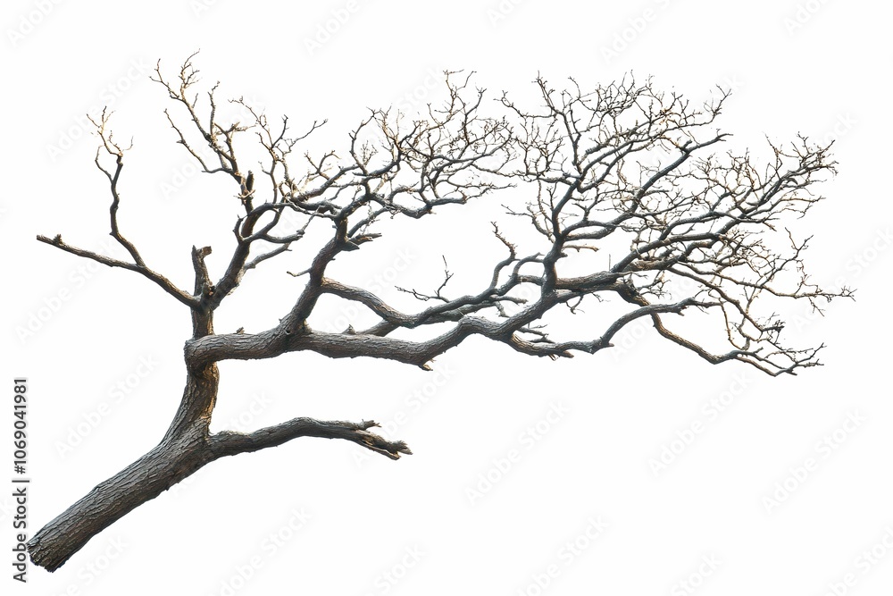 Isolated Bare Tree Branches on White Background, branch, dry, nature, wood Isolated Bare Tree Branches on White Background, branch, dry, nature, wood