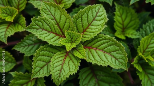 A close-up of a textured bitter green background with dark veins and jagged edges, healthy, texture