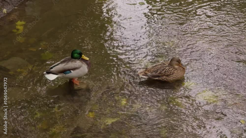 wild ducks swim across the pond in rainy weather wild ducks swim across the pond in rainy weather