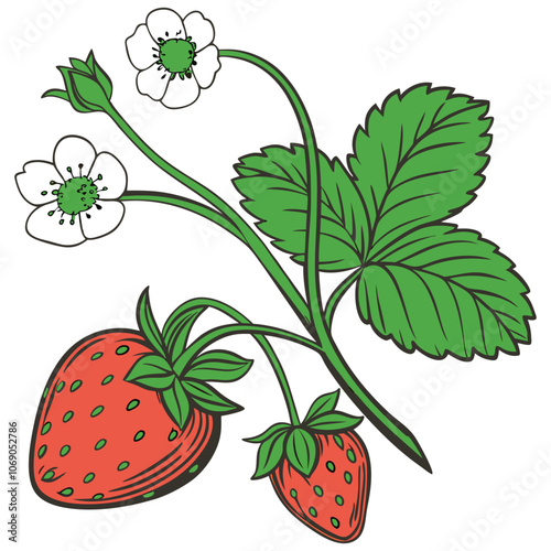 realistic Strawberry on white background  