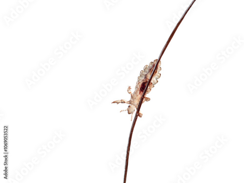 Head lice. Pediculus humanus. Human louse on a white background on a human hair.
 photo