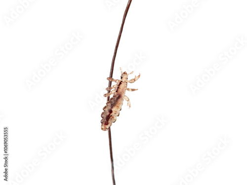 Head lice. Pediculus humanus. Human louse on a white background on a human hair. 