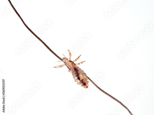 Head lice. Pediculus humanus. Human louse on a white background on a human hair.
