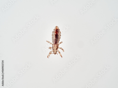 Head lice. Pediculus humanus. Human louse on a white background on a human hair. 