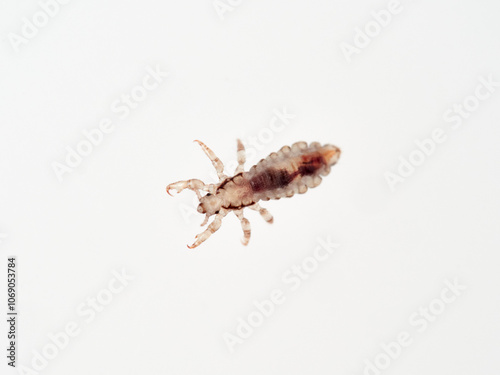 Head lice. Pediculus humanus. Human louse on a white background on a human hair.
 photo