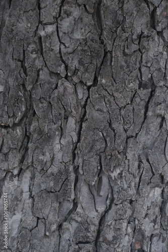 Tree Bark