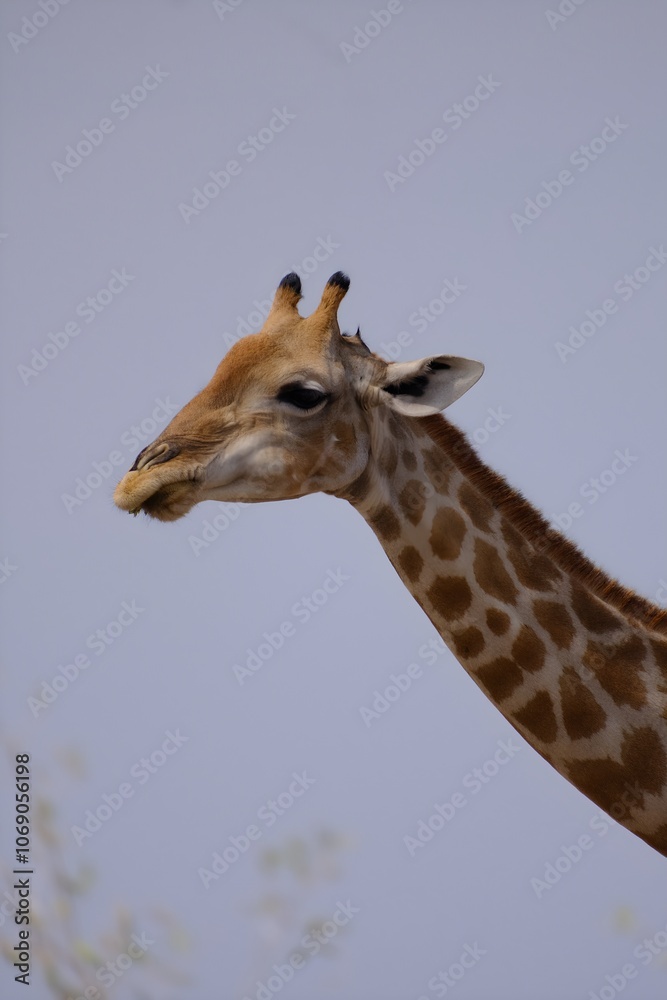 Giraffe Giraffe