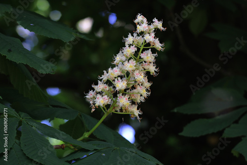 Fleurs de marronnier, blanches, Aesculus hippocastanum