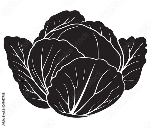 Illustration of a cabbage with a leaf, Cabbage silhouette icon, Illustration of a cabbage