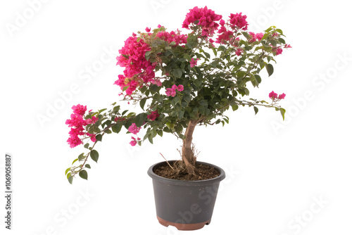 Vibrant Bougainvillea Bonsai in Black Pot - Isolated on Transparent Background