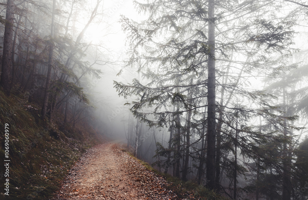 Obraz premium Weg führt durch einen herbstlichen Nebel Wald - Path leads through an autumnal mist forest