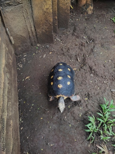 A red-footed tortoise (Chelonoidis carbonarius) in a zoo enclosure. The tortoise has a distinctive dark shell with bright red and orange markings on its legs. photo