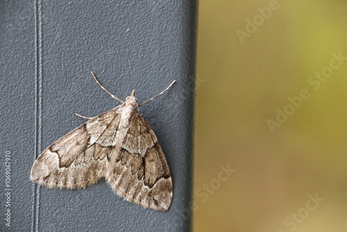 Juniper carpet moth (Thera juniperata)