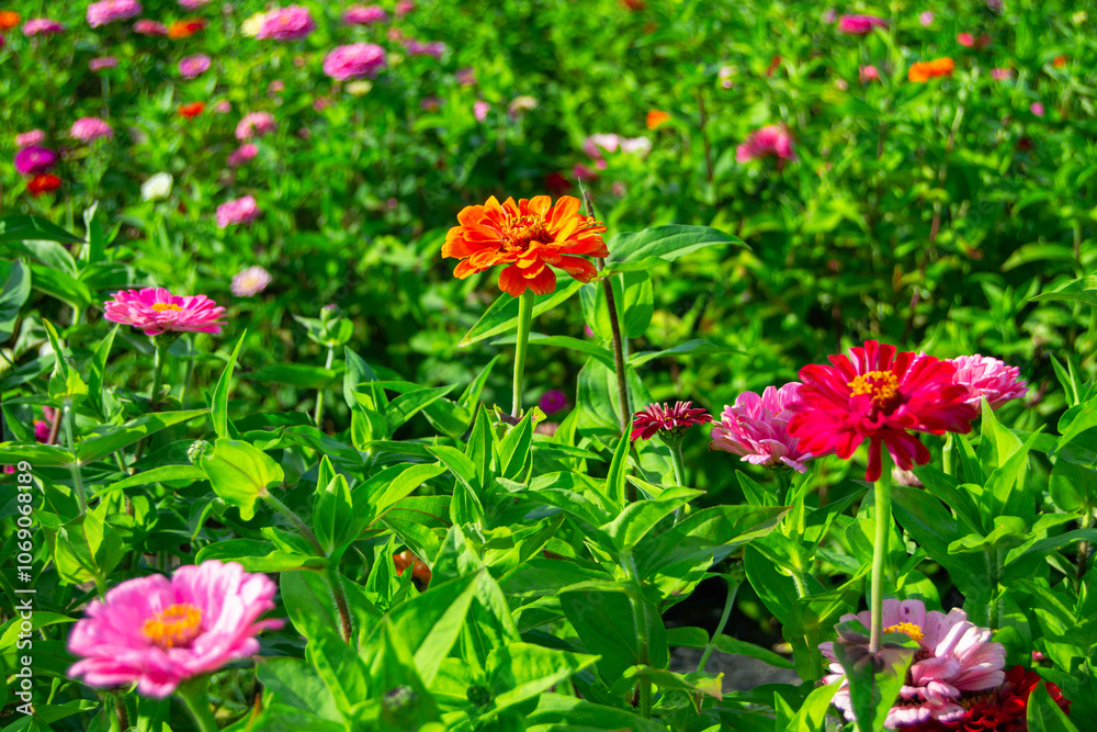 Colorful Zinnia flowers Colorful Zinnia flowers