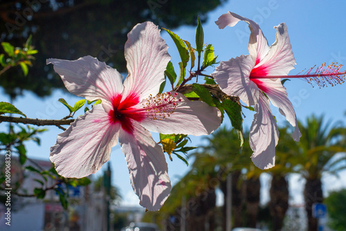 Hibiscus Flowers photo