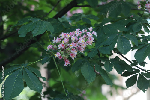 Fleurs de marronnier, rosse-rouge, Aesculus hippocastanum