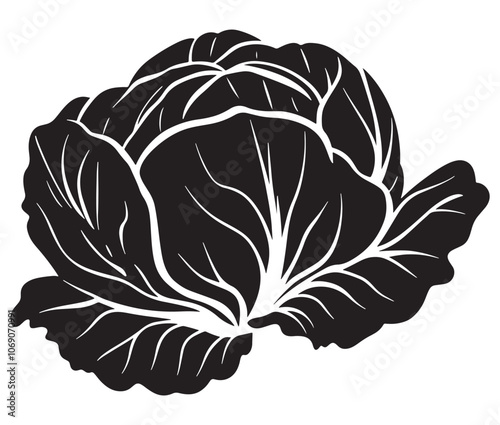 Illustration of a cabbage with a leaf, Cabbage silhouette icon, Illustration of a cabbage
