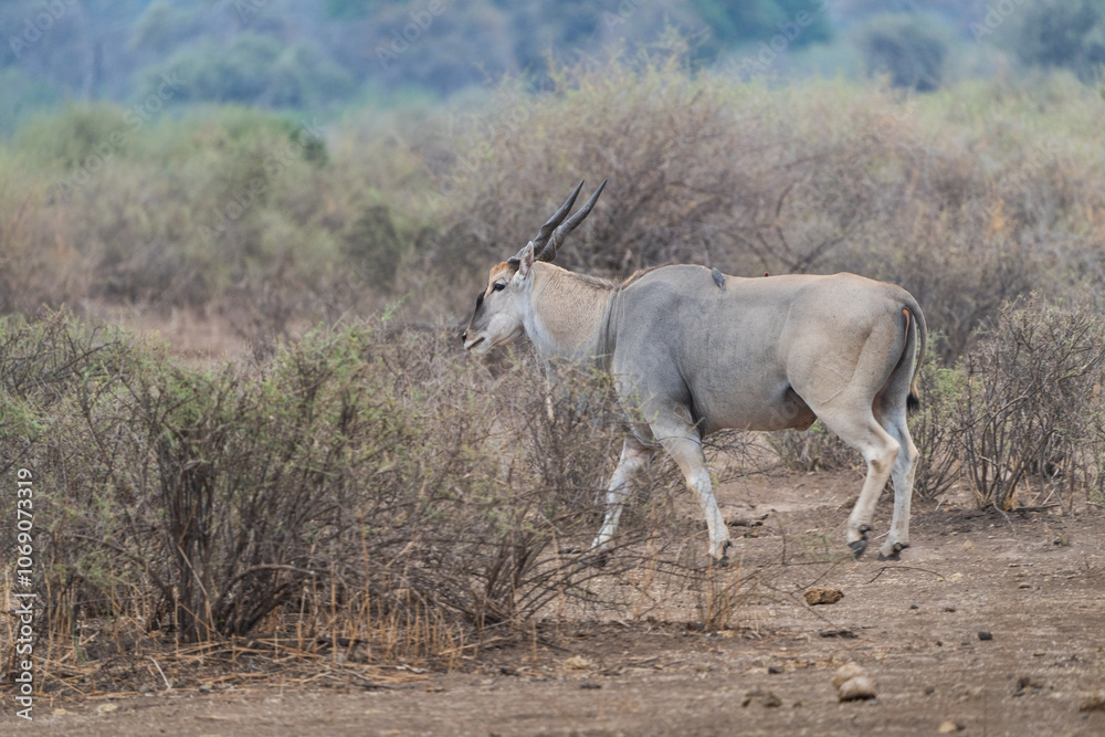 An Eland bull walking through the bushes of dry Botswana.