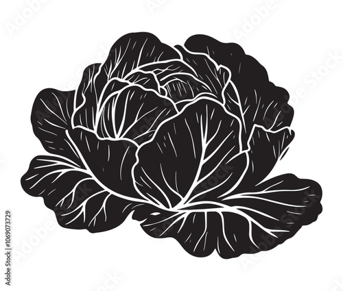 Illustration of a cabbage with a leaf, Cabbage silhouette icon, Illustration of a cabbage