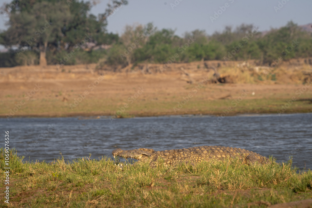 A large Nile Crocodile lying on the banks next to the river, Botswana A large Nile Crocodile lying on the banks next to the river, Botswana
