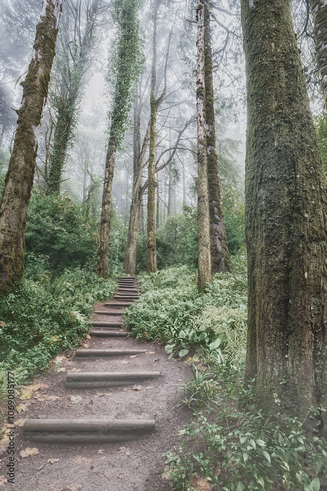 Natural stairs up path through the spring forest natural way concept, road to the woodland. Foggy morning. Walking and enjoying concept. Relaxing with ecological environment, use for spa and freedom Natural stairs up path through the spring forest natural way concept, road to the woodland. Foggy morning. Walking and enjoying concept. Relaxing with ecological environment, use for spa and freedom