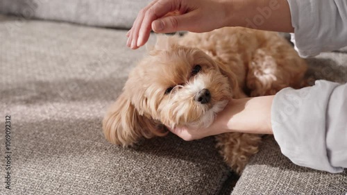 Closeup image of a person petting a fluffy Maltipoo dog lying comfortably on a textured couch, evoking feelings of care and companionship.