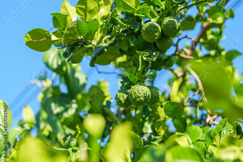 The kaffir lime (Bergamot) fruit is still small on the tree.