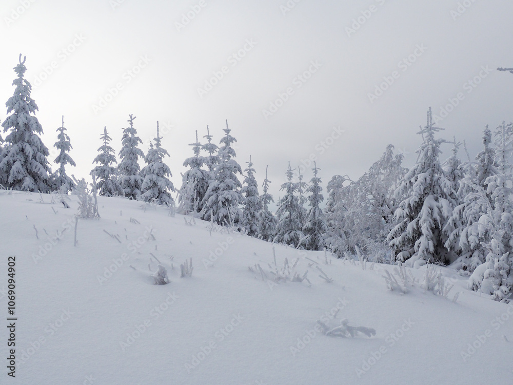 Obraz premium foggy white day in winter mountains