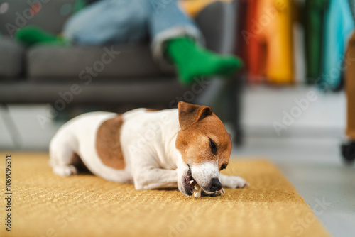 Small dog lying on a cozy rug, happily chewing on a treat photo