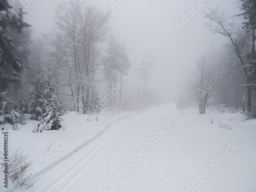 wintertime day mist in forest with snow