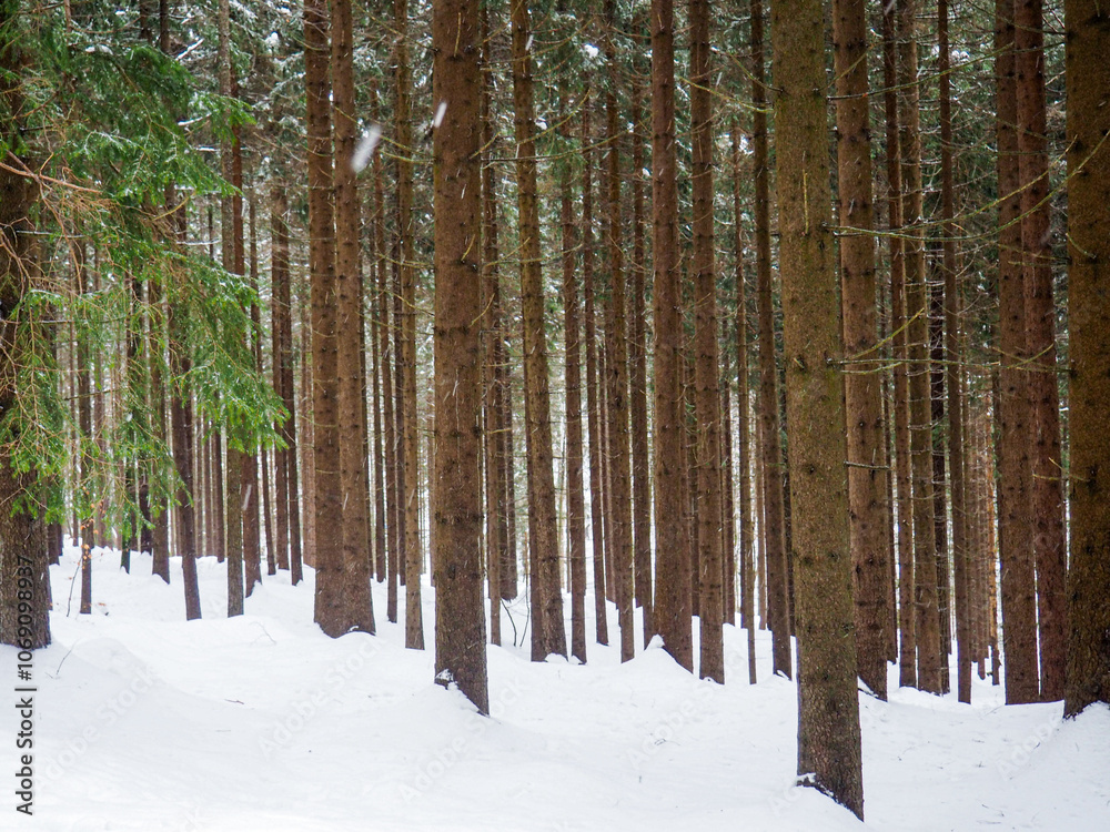 pine woods in the snow pine woods in the snow