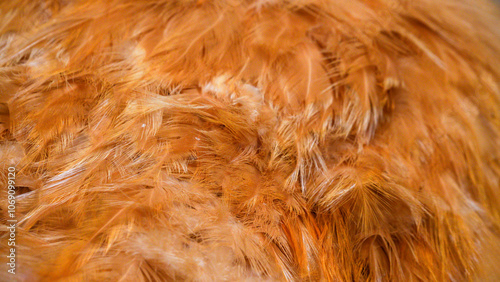 Extreme close up of Buff Orpington chickens in Folly Farm Children's Barn. Buff Orpingtons are very large, heavy, and fluffy chickens. They have a stocky build and a broad body with short legs  photo