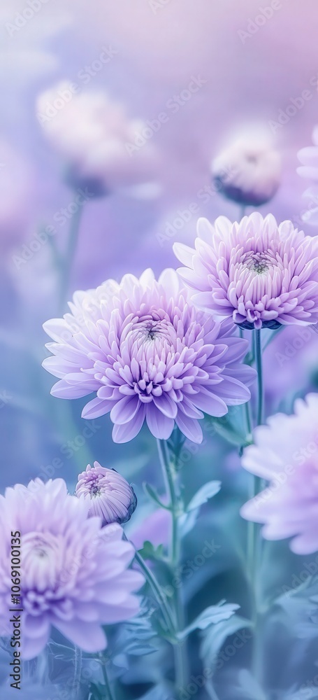 Soft, pastel purple chrysanthemums in bloom. Soft, pastel purple chrysanthemums in bloom.