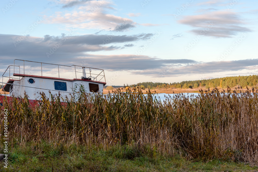 Fototapeta premium Close-up of autumn yellowed reeds and an old boat on a shaded bank. In the background a river and pine forest in the evening sunlight. Blue sky with beautiful low clouds in pink shades