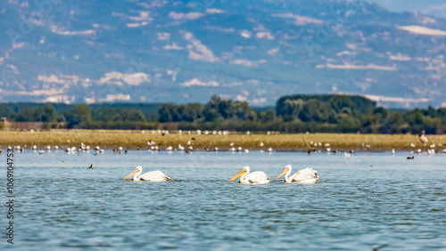 Dalmatian pelicans, Kerkini lake, Northern Greece, European nature