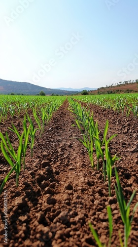 Serene Field of Teff Grains Growing in Nutrient Rich Soil