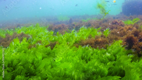 Underwater view of algae in the Black Sea, green algae Ulva and Enteromorpha on rocks at shallow depths photo