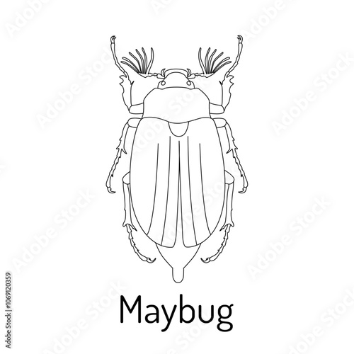 Wallpaper Mural Maybug. Lamellaridae insects. Fauna coloring page. Graphic sketch of an isolated beetle with title. Vector illustration. Torontodigital.ca
